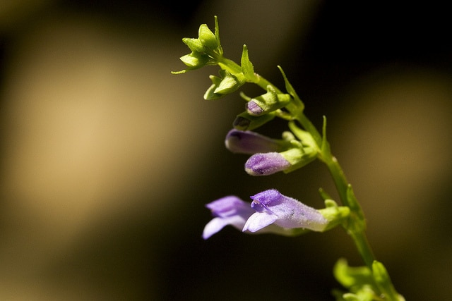 Scutellaire casquée