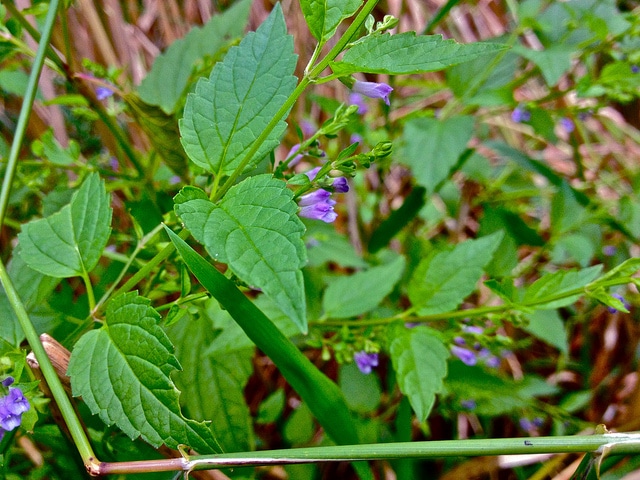 Scutellaire casquée (Scutellaria lateriflora)