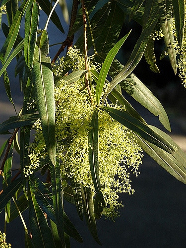 Sumac africain (Searsia lancea)