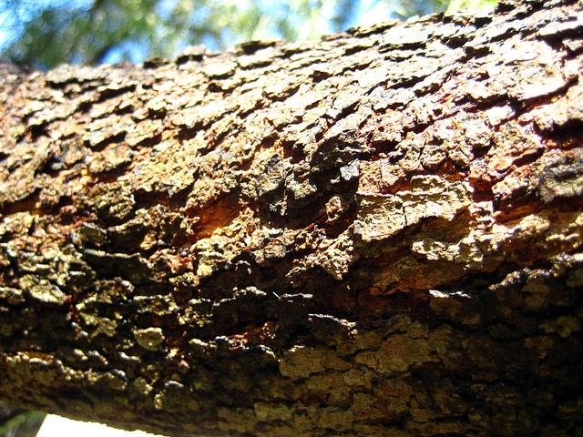 Sumac africain