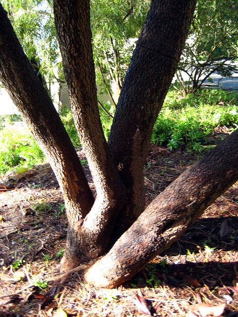 Sumac africain