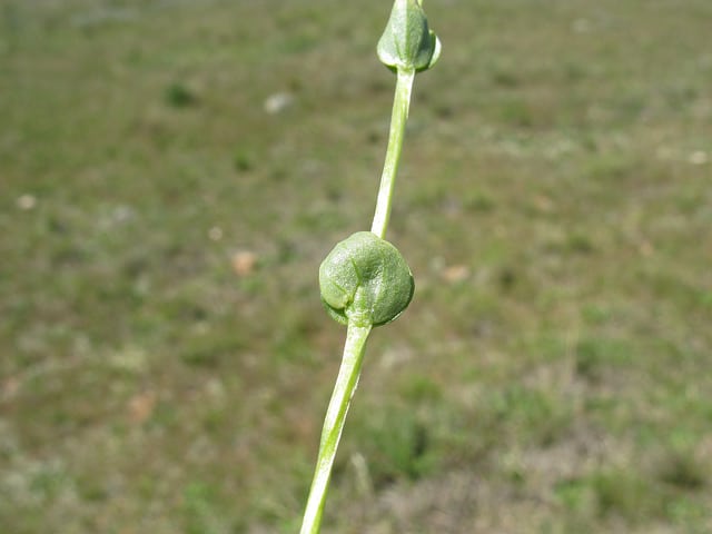 Sebaea ovata