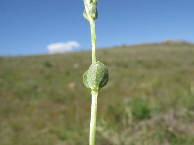 Sebaea ovata