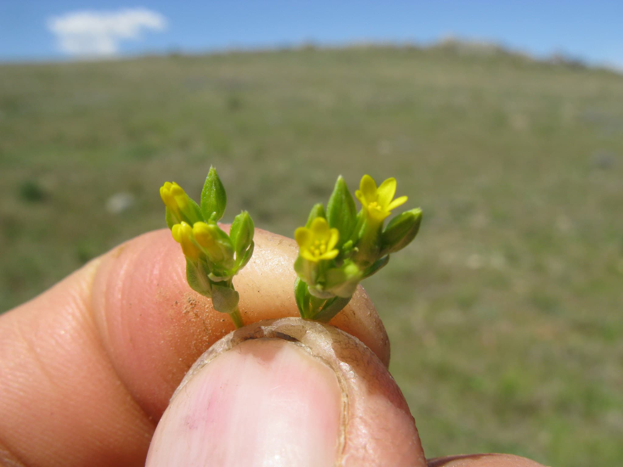 Sebaea ovata