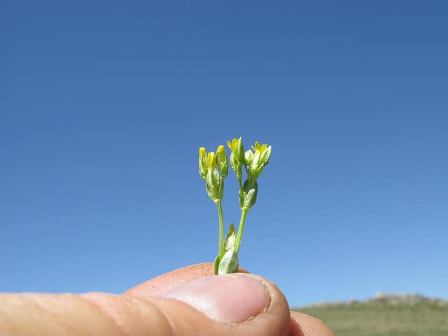 Sebaea ovata