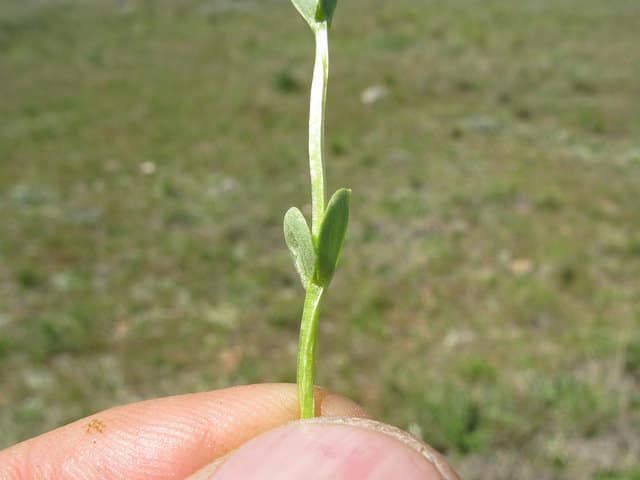Sebaea ovata