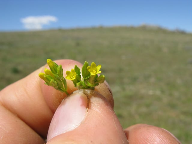 Sebaea ovata (Sebaea ovata)
