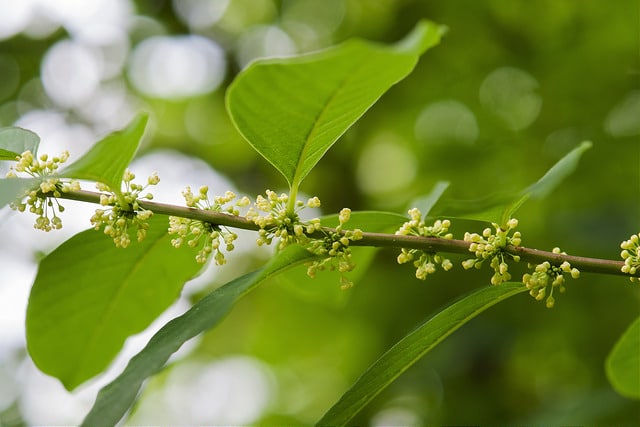 Securinega suffruticosa
