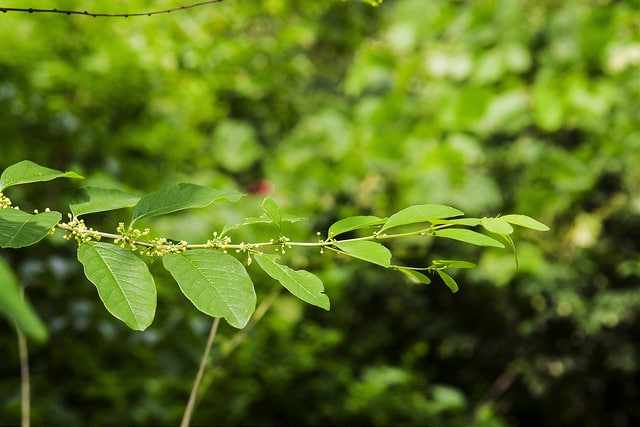 Securinega suffruticosa
