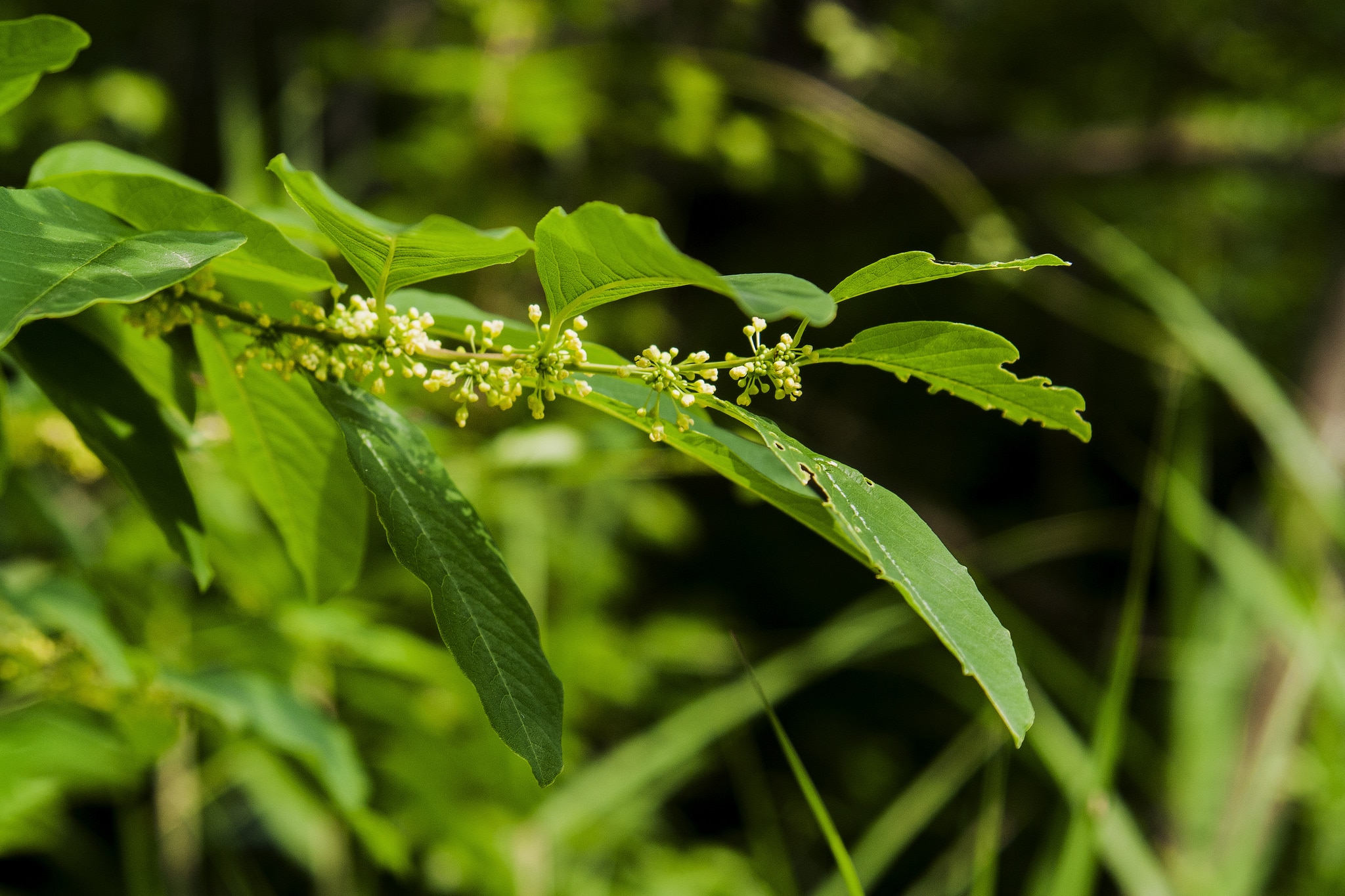 Securinega suffruticosa