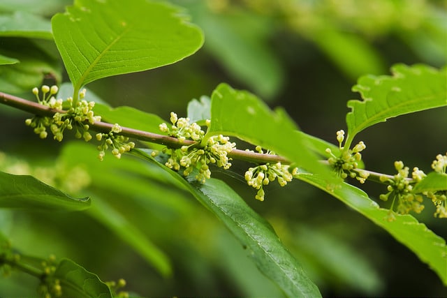 Securinega suffruticosa