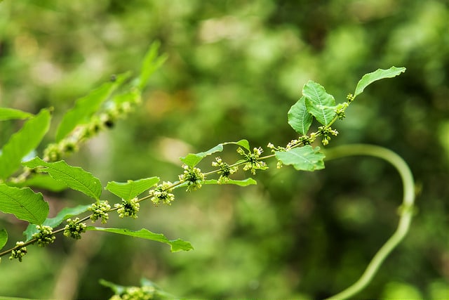 Securinega suffruticosa
