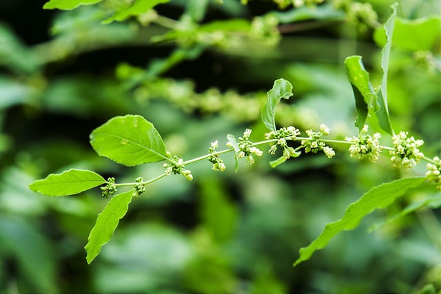 Securinega suffruticosa