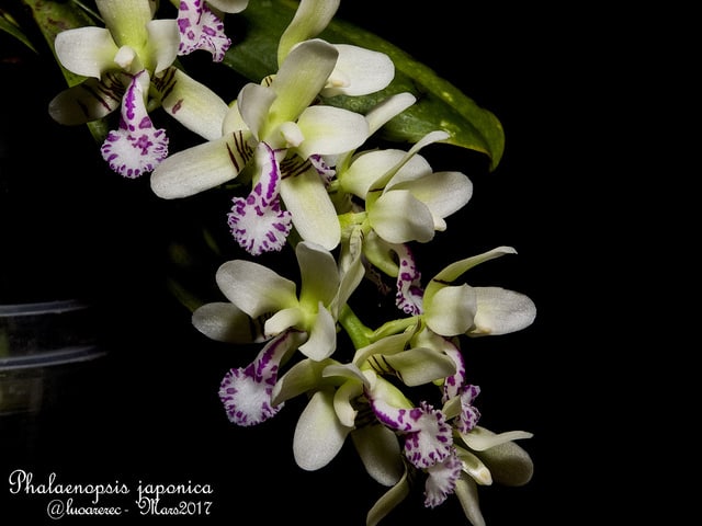 Sedirea japonica