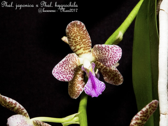 Sedirea japonica