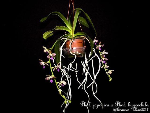 Sedirea japonica