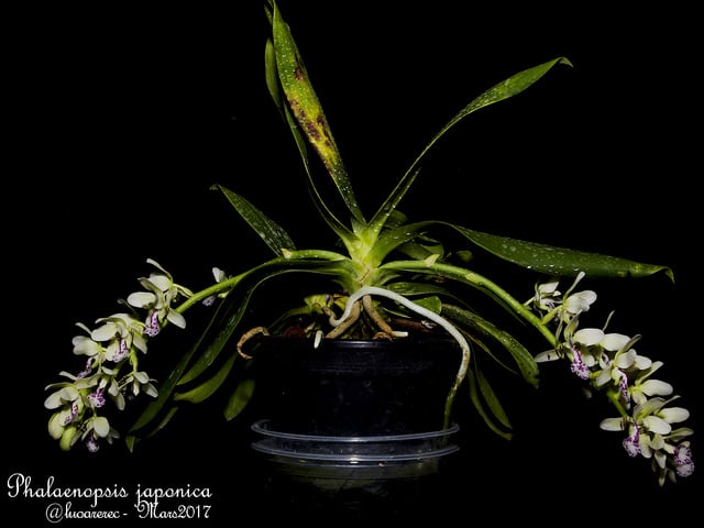 Sedirea japonica