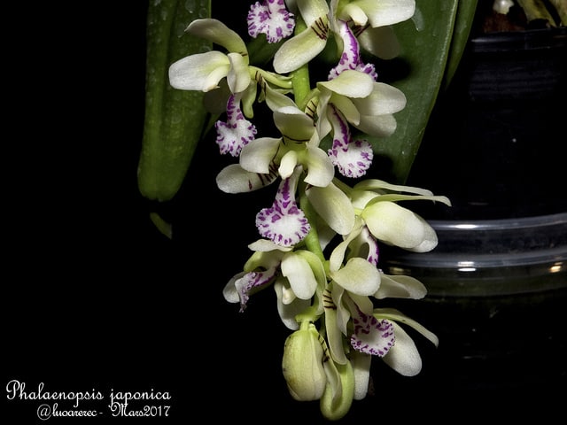 Sedirea japonica