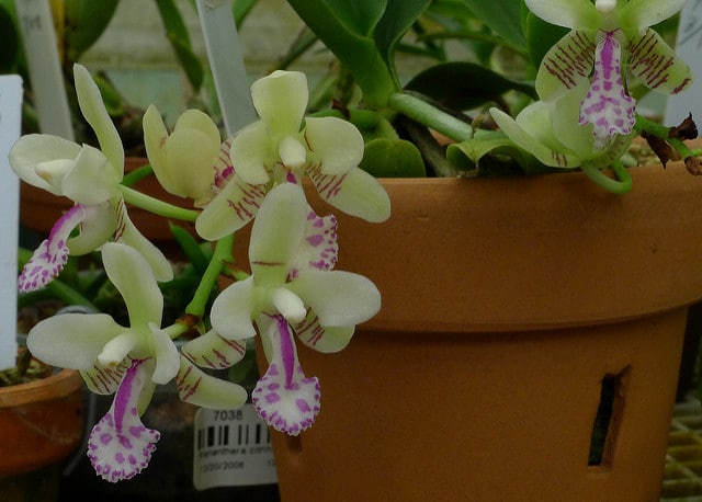 Sedirea japonica (Sedirea japonica)
