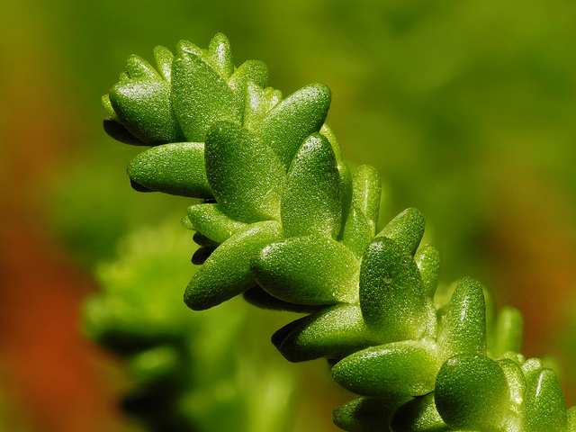 Orpin âcre (Sedum acre)