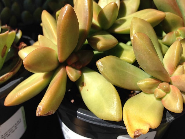 Sedum