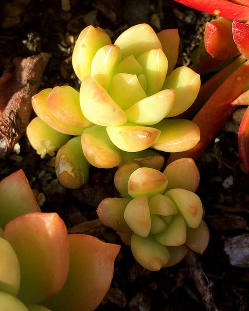 Sedum