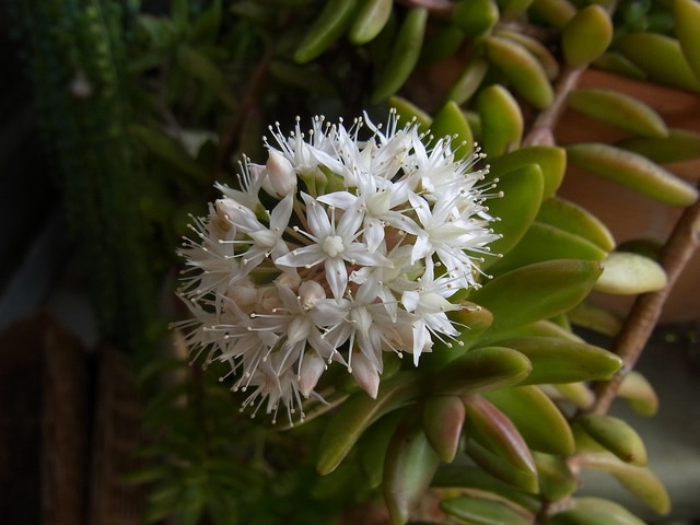 Sedum