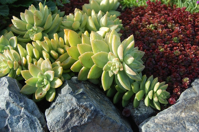 Sedum