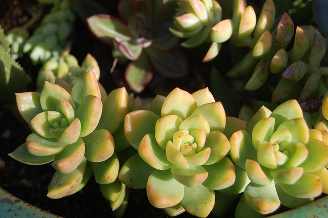 Sedum