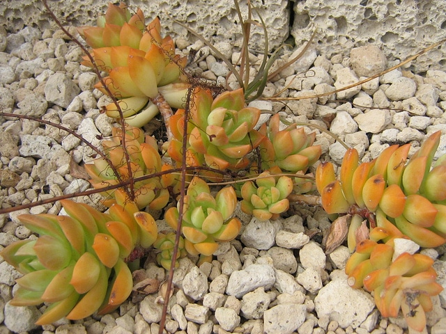 Sedum (Sedum adolphii)