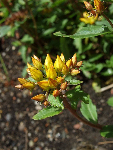 Orpin (Sedum aizoon)