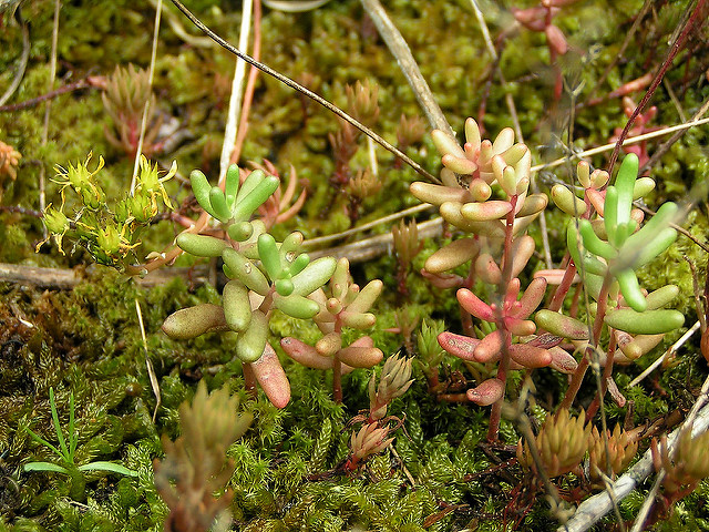 Orpin blanc (Sedum album)