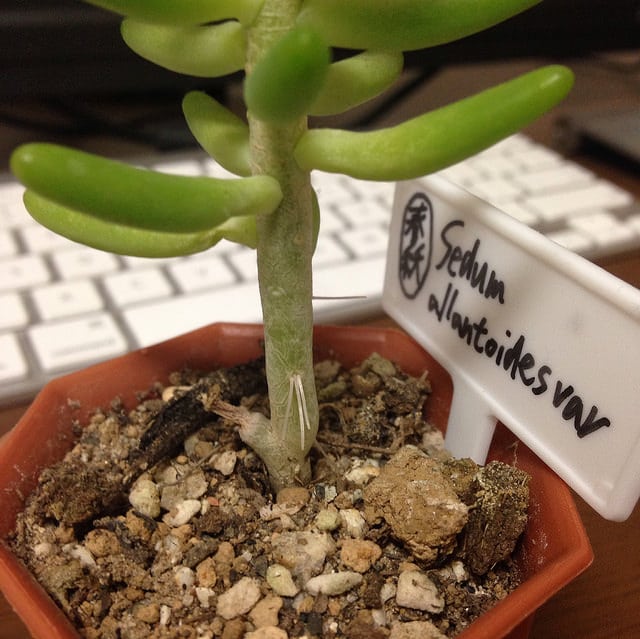 Sedum allantoides