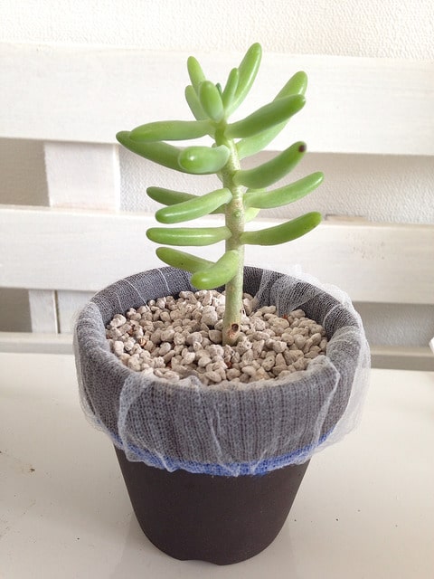 Sedum allantoides