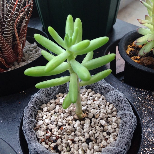 Sedum allantoides