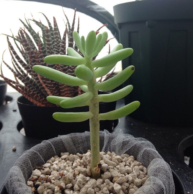 Sedum allantoides