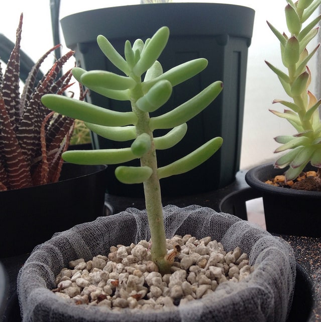 Sedum allantoides