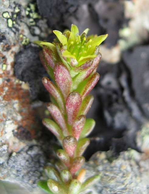 Orpin alpestre
