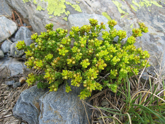 Orpin alpestre