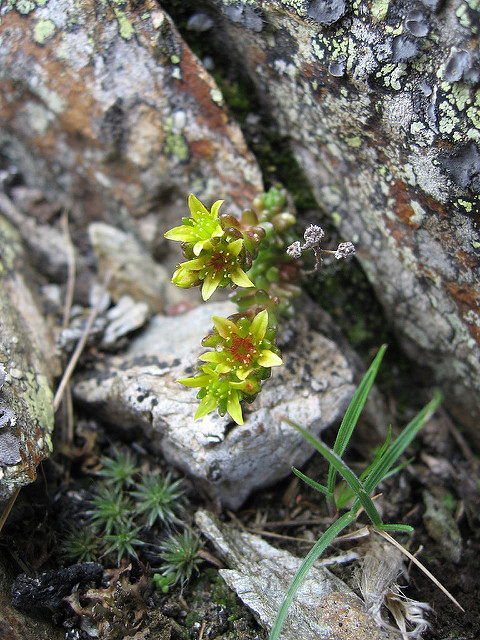 Orpin alpestre
