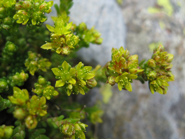 Orpin alpestre