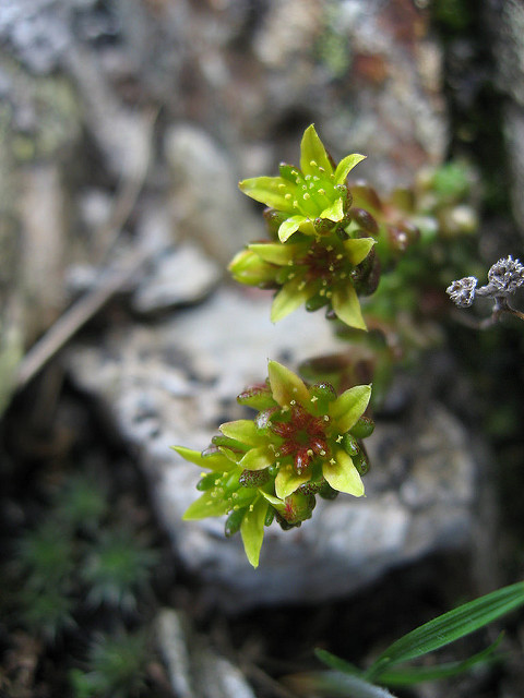 Orpin alpestre