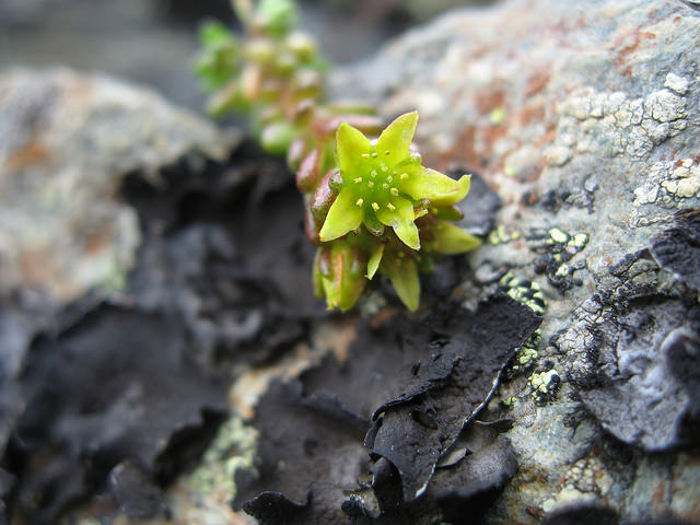 Orpin alpestre (Sedum alpestre)