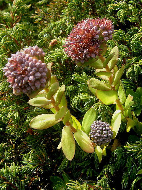 Orpin bleu (Sedum anacampseros)