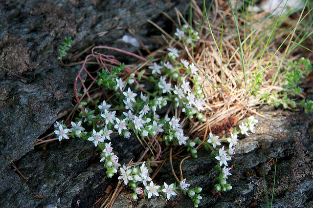 Orpin anglais (Sedum anglicum)