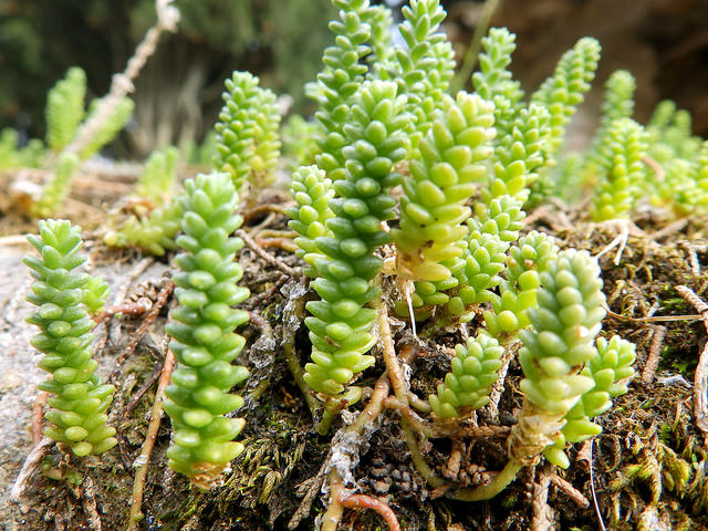 Orpin à feuilles courtes (Sedum brevifolium)