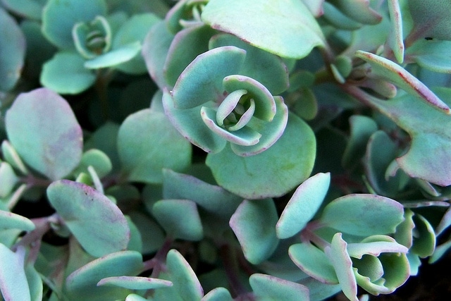 Sedum cauticola