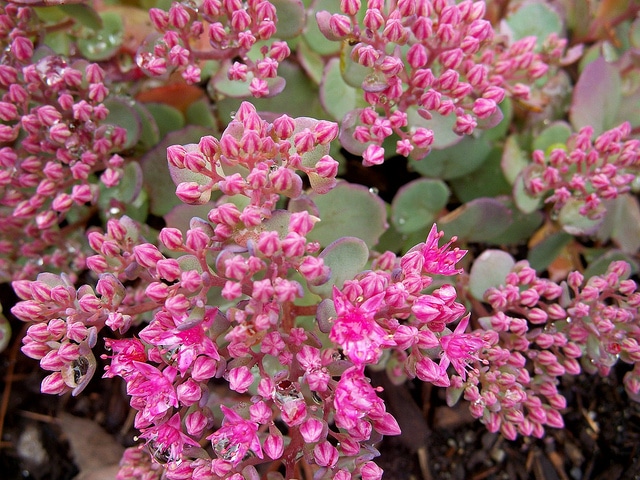 Sedum cauticola