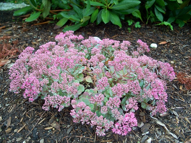 Sedum cauticola
