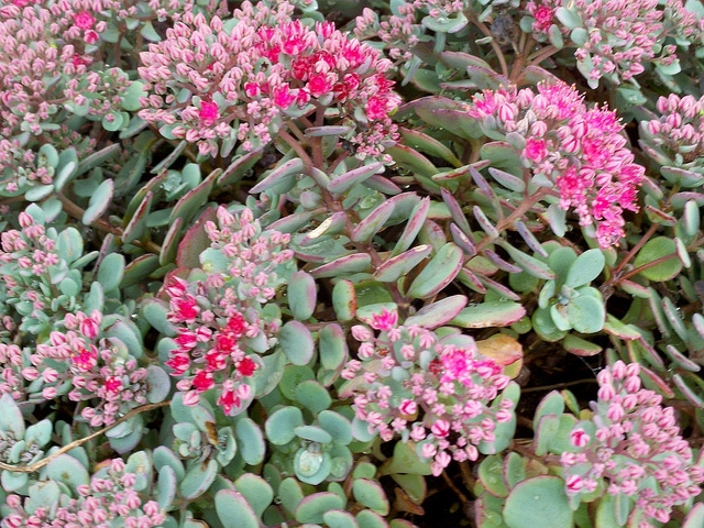 Sedum cauticola
